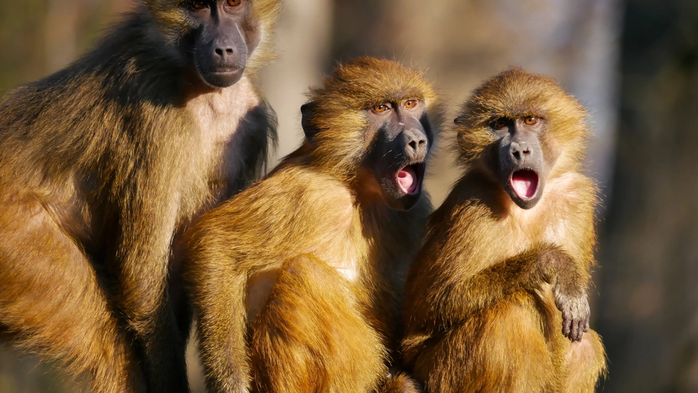 baboon, bavian