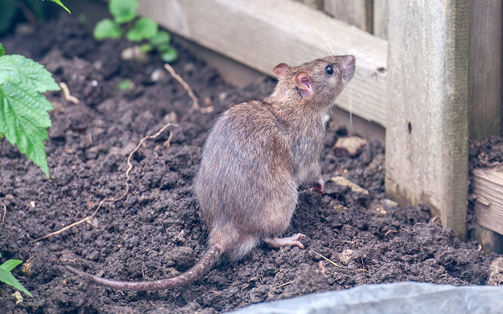 A,Rat,In,The,Garden