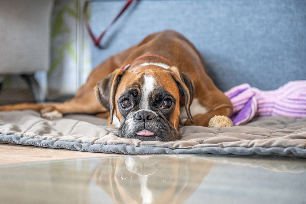 dog,hund