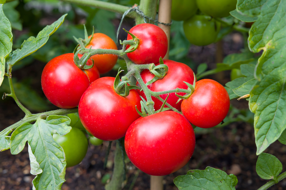 Hortensien und Tomaten lieben diesen Hausmittel-Trick