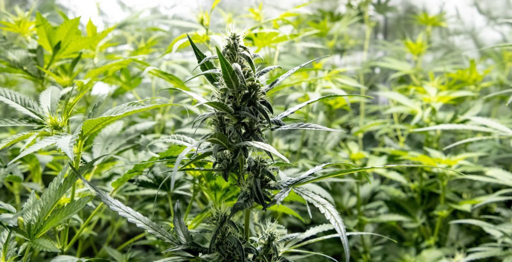 Cannabis