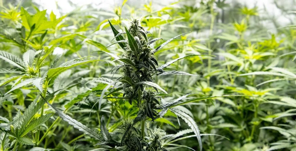 Cannabis