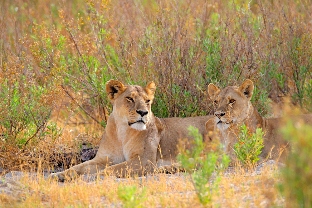 Lion, løve, löwe
