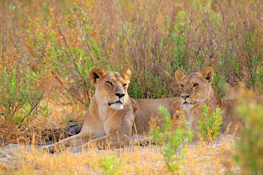 Lion, l&oslash;ve, l&ouml;we