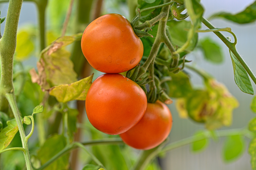 Three,Tomatot,Ready,To,Be,Picked,And,Eaten