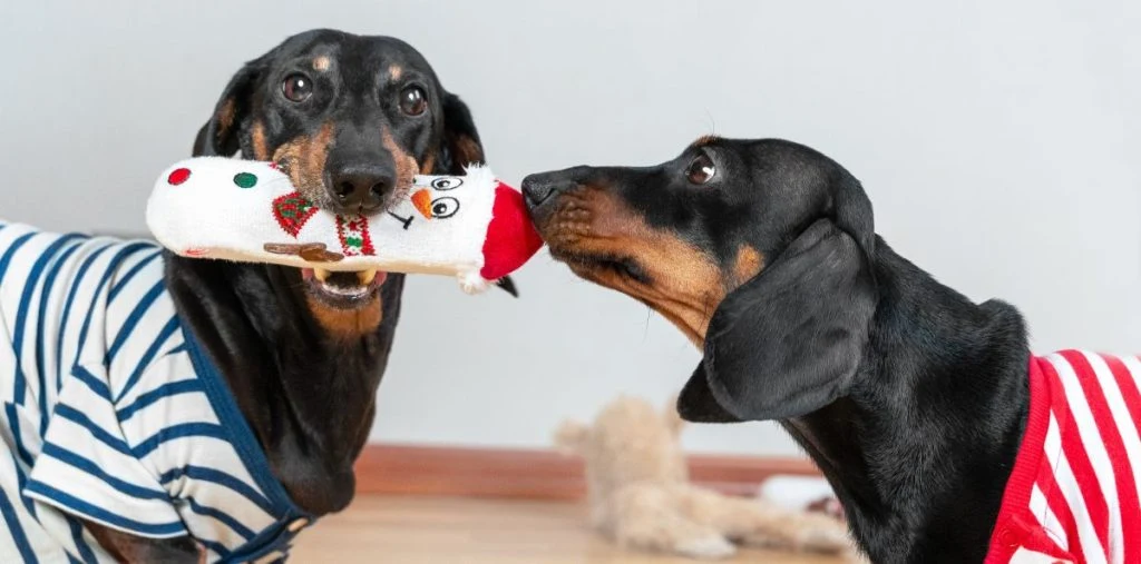 dog toy