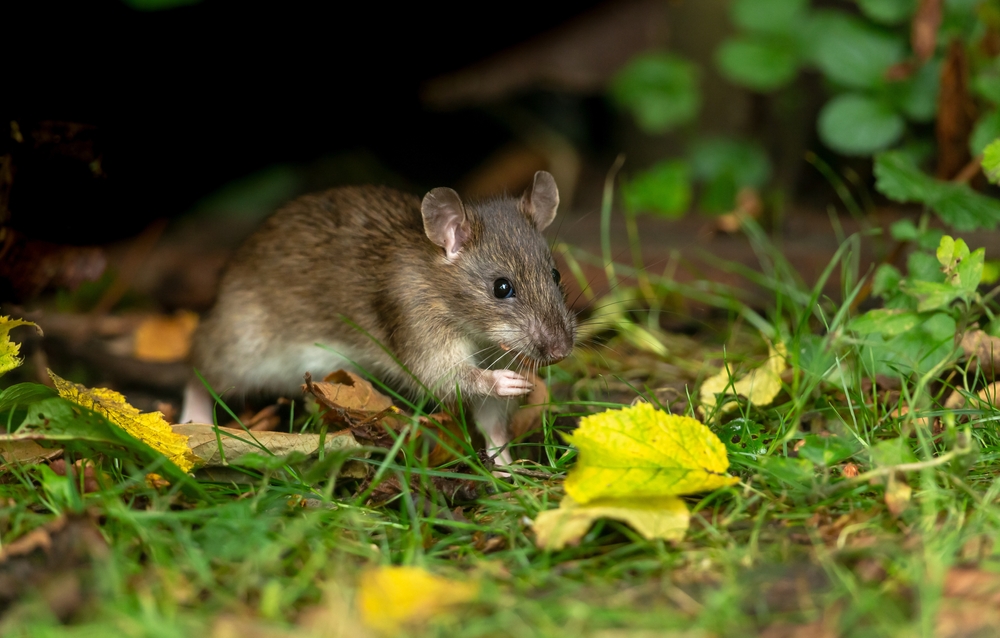 Close,Up,Of,A,Wild,Brown,Rat,In,Autumn,Foraging