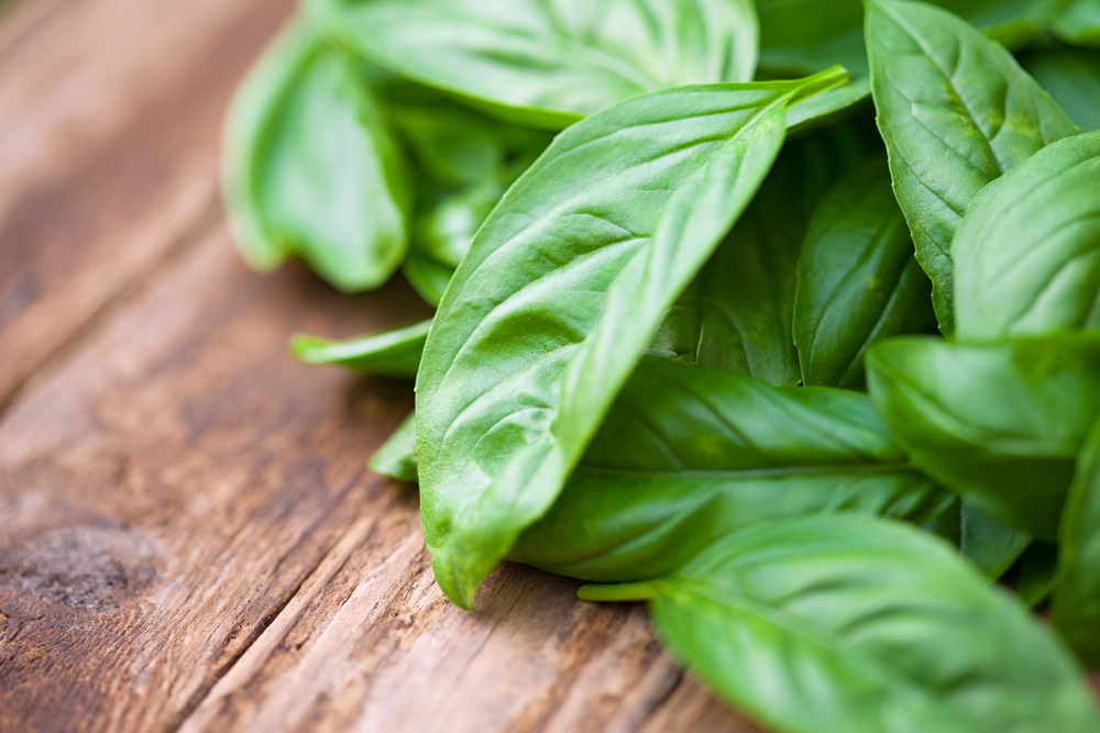 Fresh,Organic,Basilic,Leaves,On,A,Wooden,Table.
