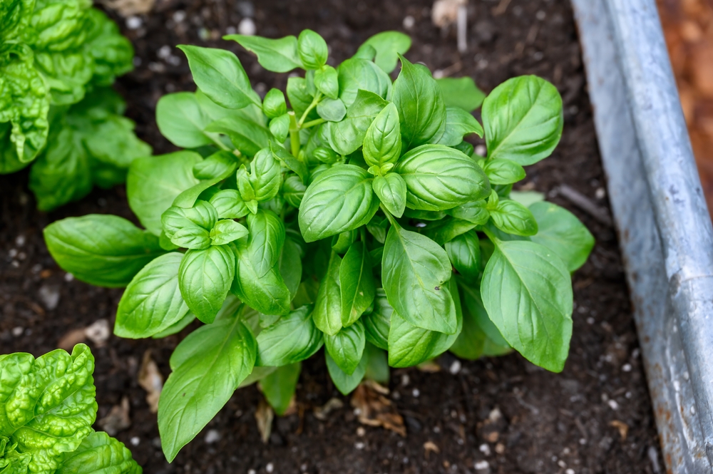 Sweet,Basil,Growing,In,Rich,Garden,Soil,In,A,Raised