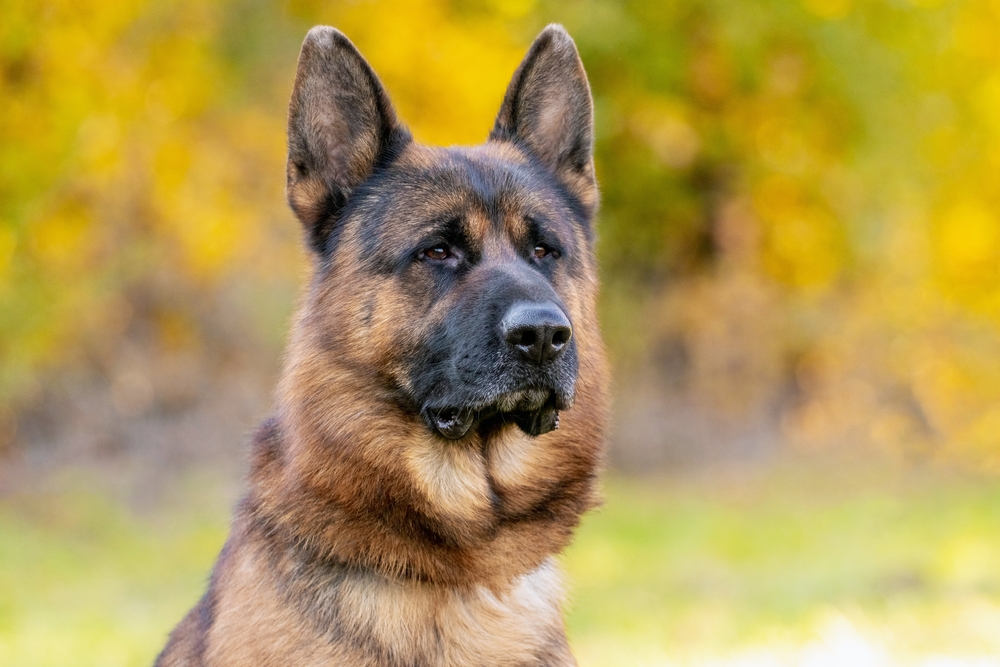 dog, hund