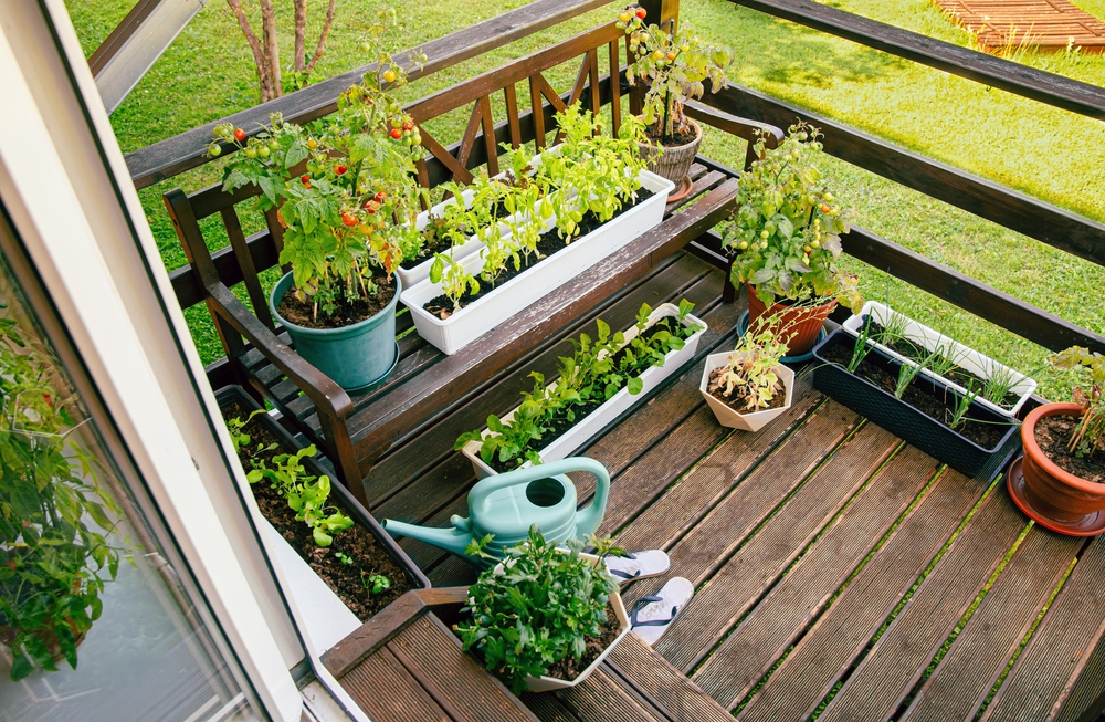 garden, salad, salat