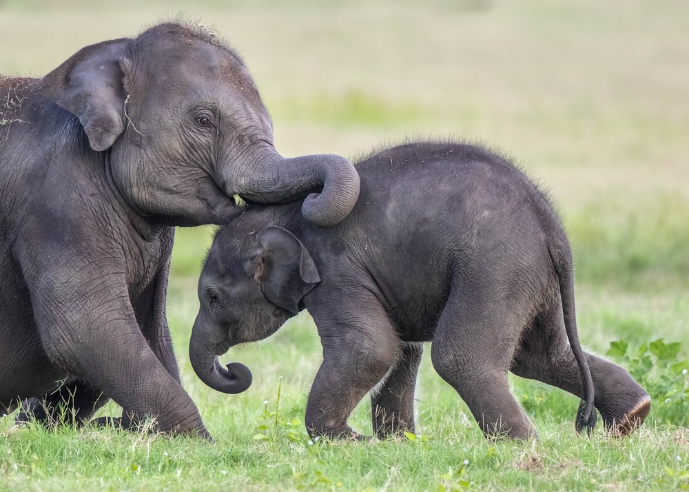 Elefant / elephant