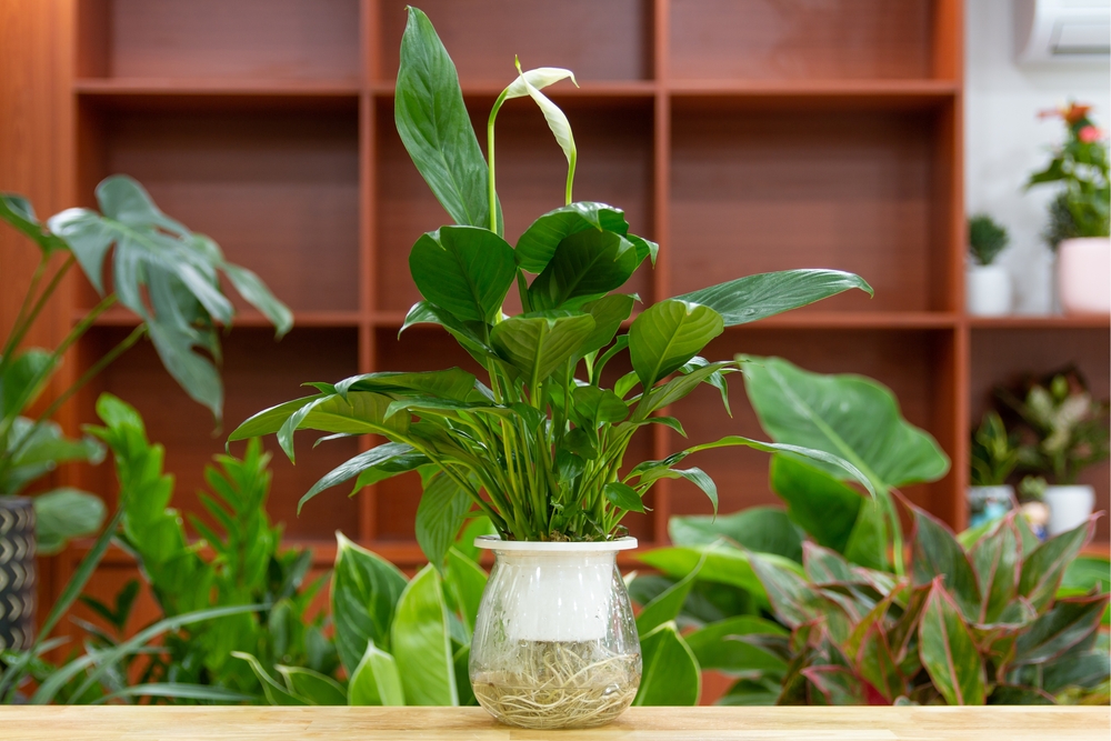 Spathiphyllum,(peace,Lily),Aquatic,Plants.,Houseplant,Care,Concept.,Decoration,On