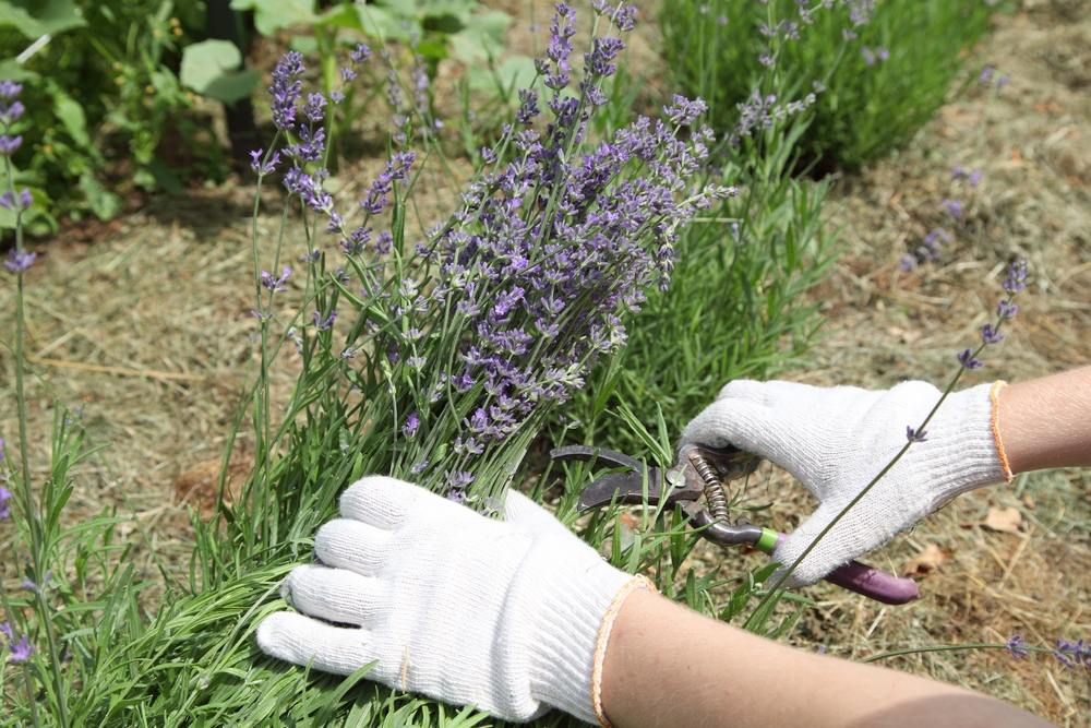 The,Lavender,Bush,Is,Pruned,By,The,Gardener,After,Flowering