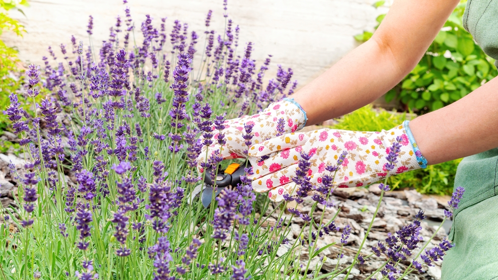 Growing,And,Caring,For,French,Lavender.,Hands,Of,A,Gardener