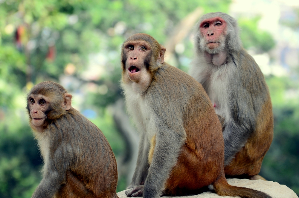 monkey,aber