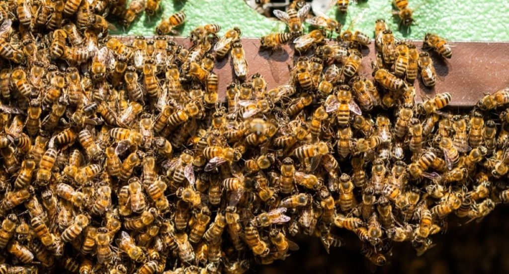 bee wasp