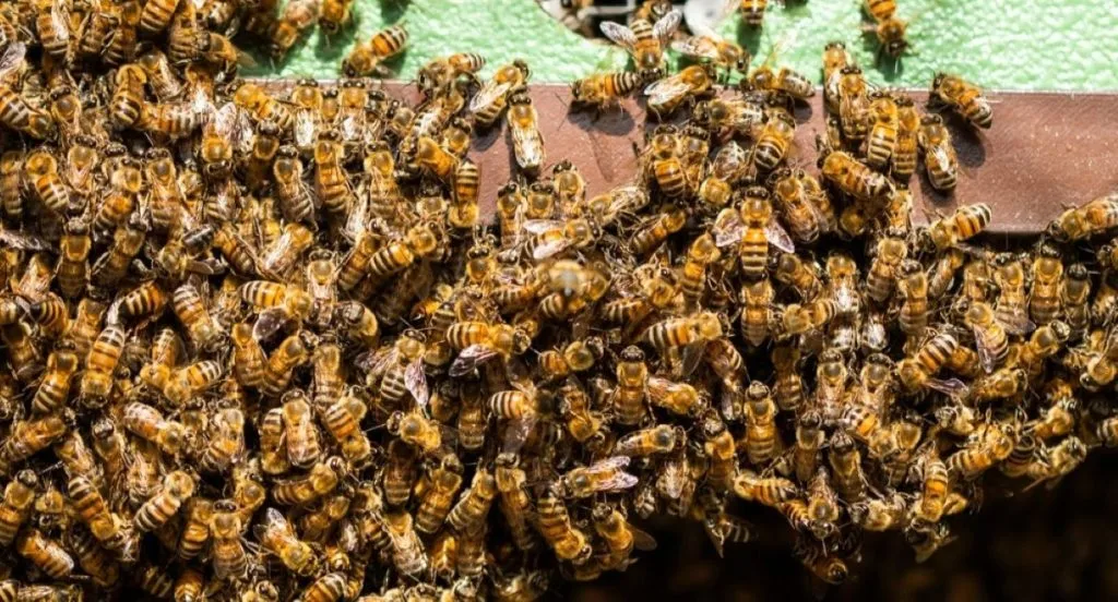 bee wasp