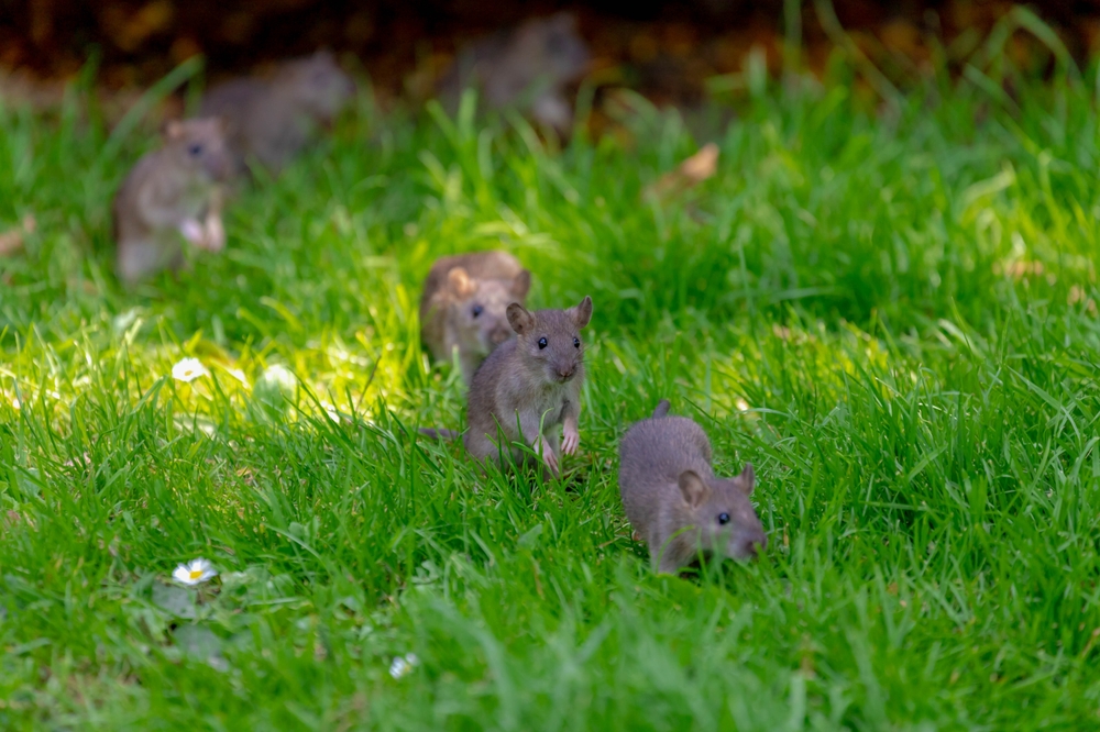 Selective,Focus,A,Little,Wild,Rat,With,The,Group,On