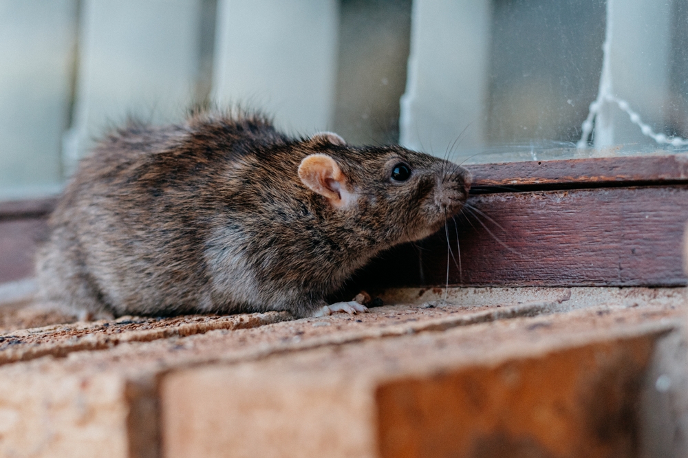 Rat,Perched,On,A,Ledge
