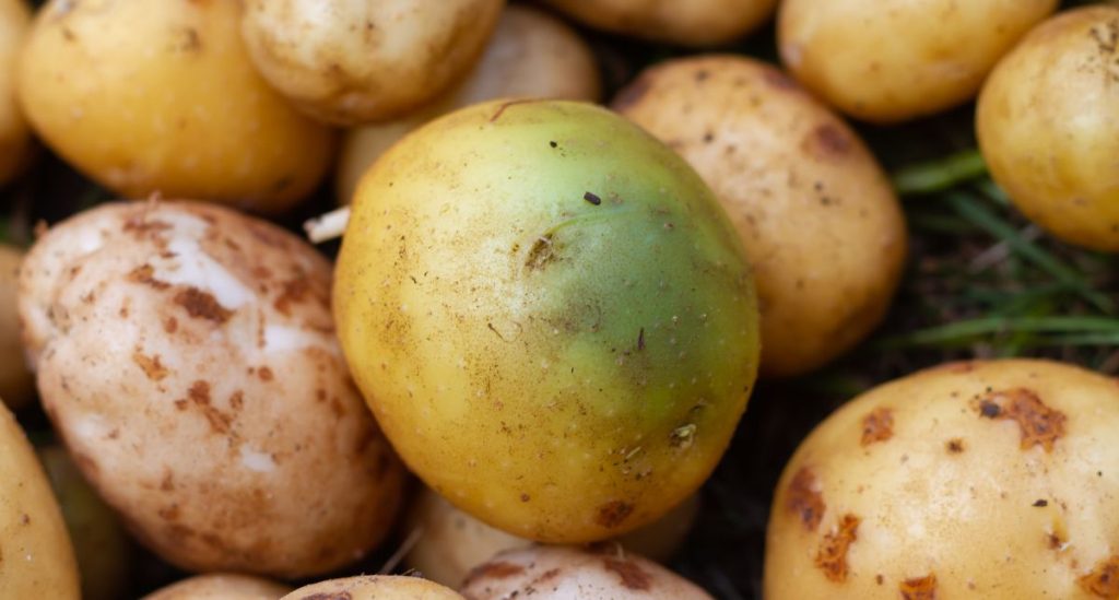 Potato kartoffel