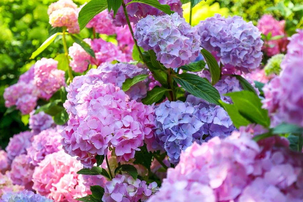 Beautiful,Hydrangea,Flowers,Of,Different,Varieties,And,Hues,Of,Pink, hortensia, hortensien