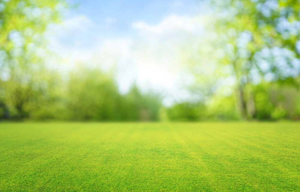 garden, lawn,