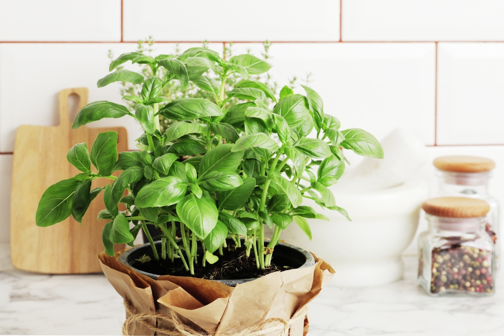 Composition,Of,Fresh,Basil,And,Kitchen,Utensils,,Spices,,On,The