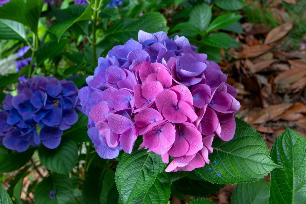 Hydrangea,Macrophylla,Flower,Head,Split,Down,In,Color.,Half,Blue, hortensien, hortensia