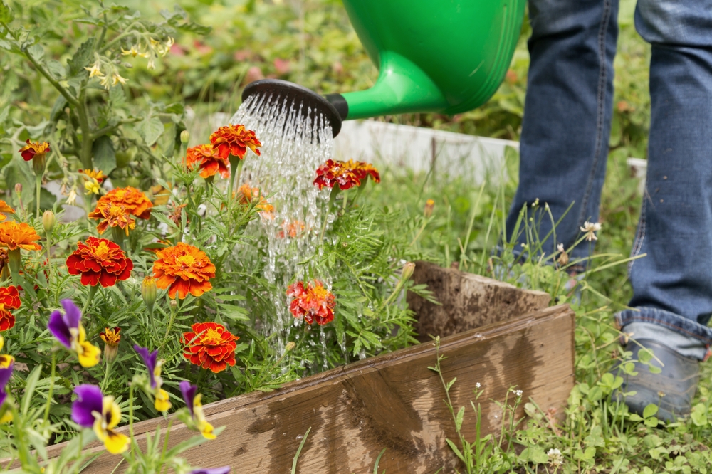 Marigold, Tagetes, watering, vanning, blomsterbed, blomster, flowers