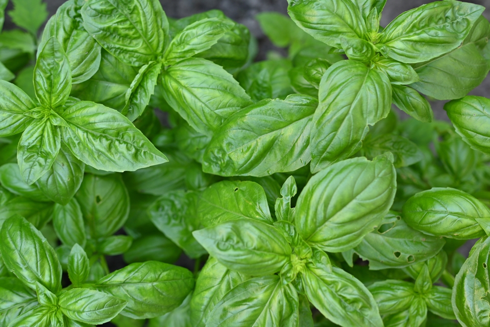 Green,Basil,Leaf,Texture,,Basil,Leaves,Closeup,,Green,Background,Basil