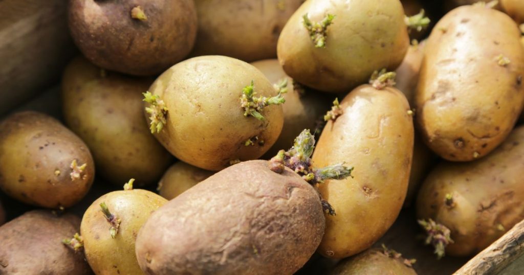 Potato kartoffel