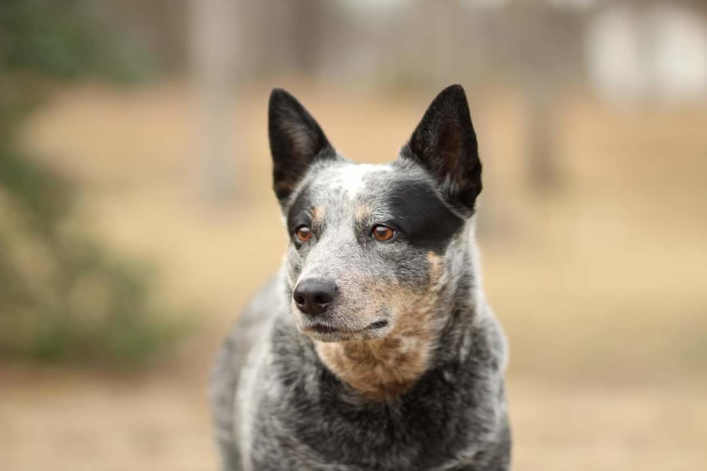 Australian,Cattle,Dog,hund