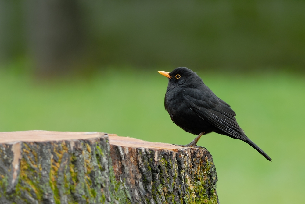 blackbird, svarttrost