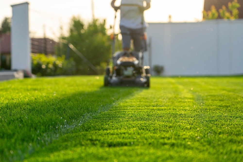 garden, lawn,