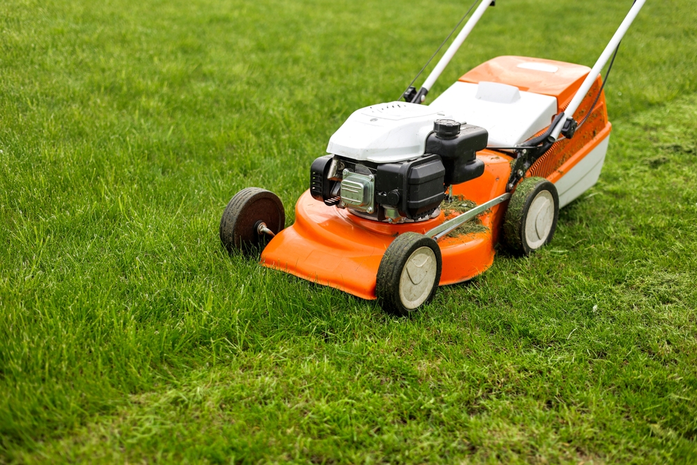 garden, lawn,