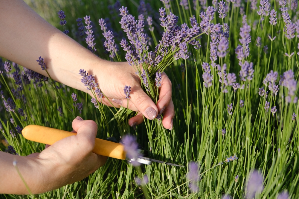 A,Woman's,Hand,Cuts,Lavender,Blossoms,With,Secateurs,In,A