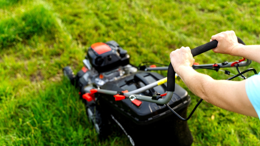 garden, lawn,