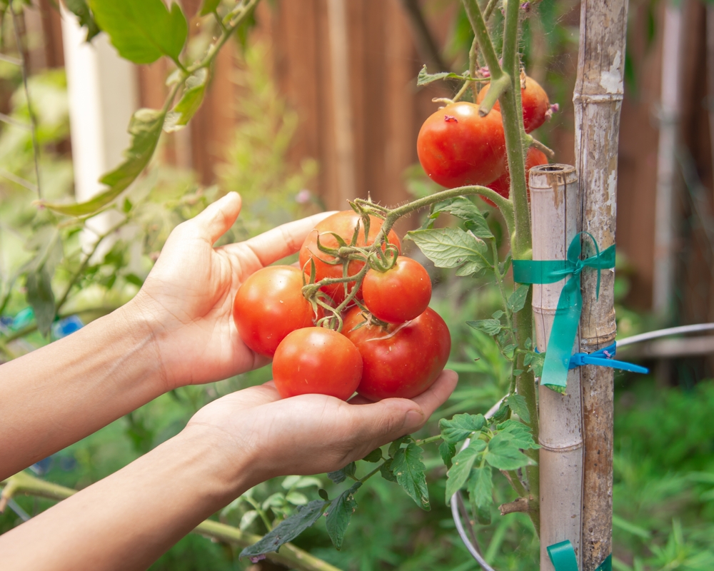 tomato, tomat