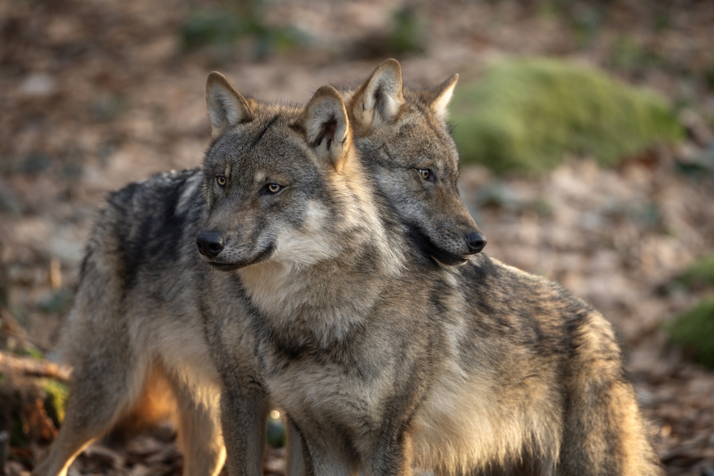 wolf,ulve