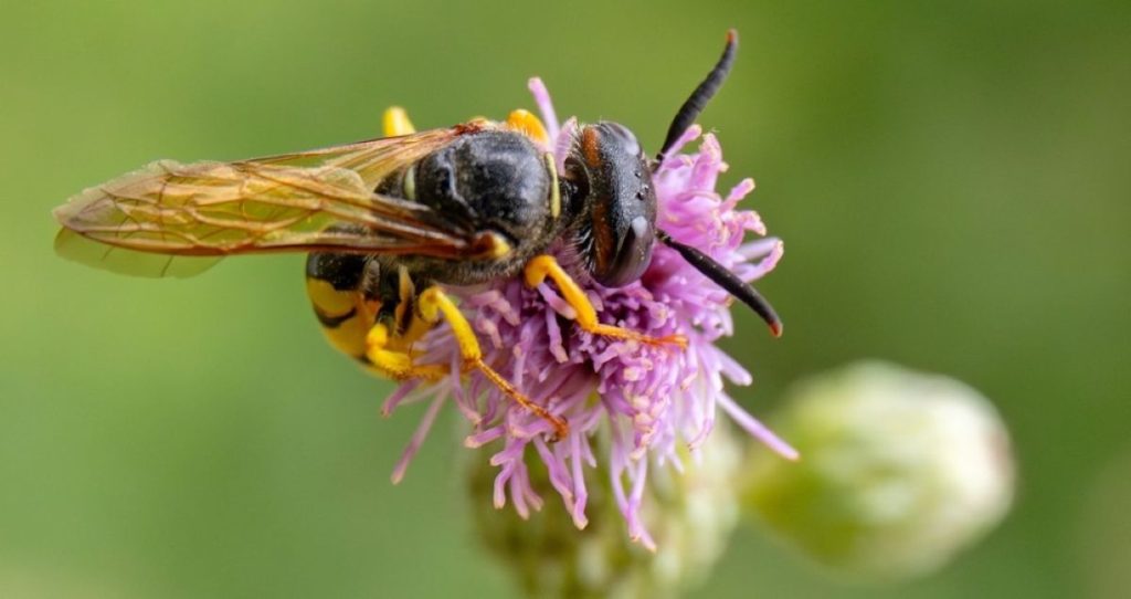 bee wasp