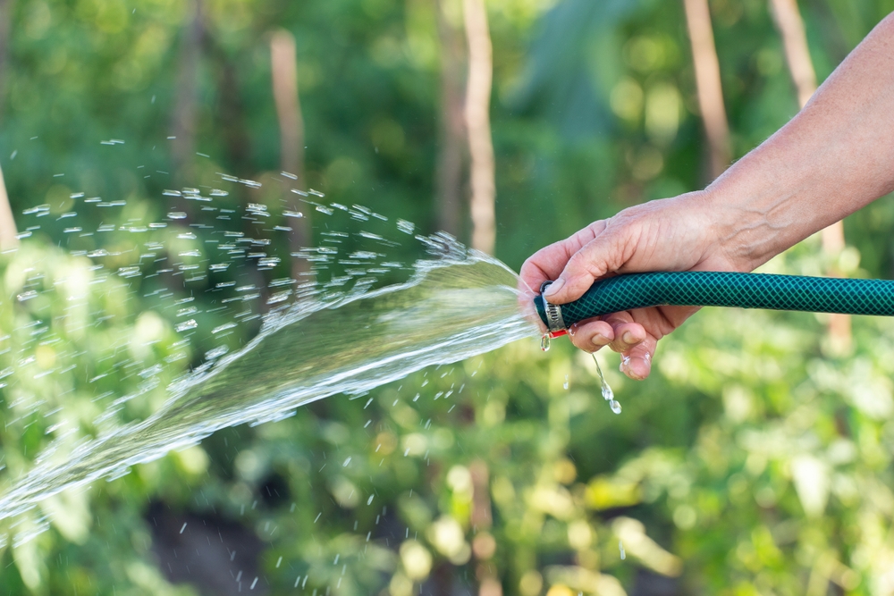 Hose, slange, vannslange, watering, vanning