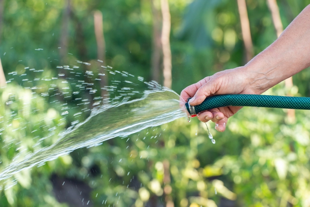 Hageeksperter: Dette er den beste tiden på dagen å vanne plantene dine