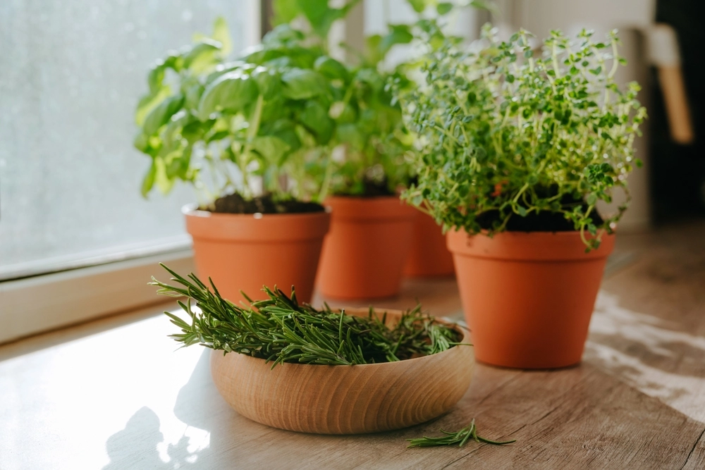 Kitchen,Herbs,Cultivated,In,A,Flower,Pots,And,Rosemary,In