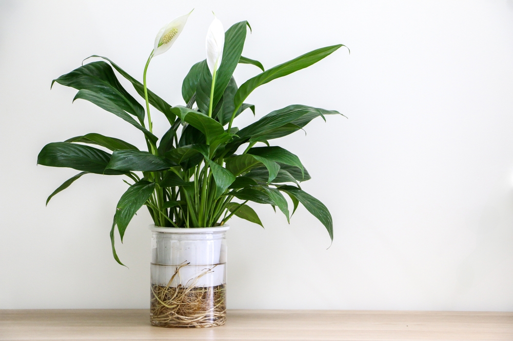 Peace lily, fredslilje, potteplanter, house plant