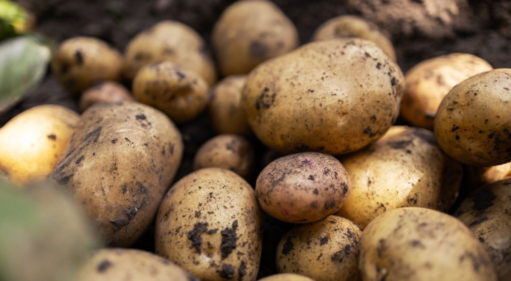 Potato kartoffel