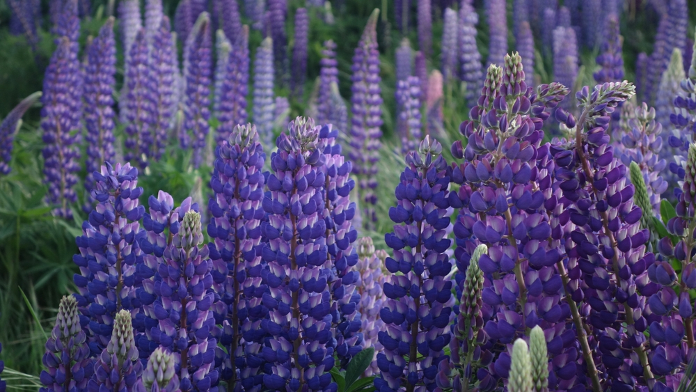 De trodde de hadde kjøpt drømmehuset – så dukket «marerittblomsten» opp i hagen
