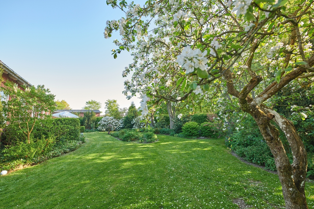 garden, lawn,