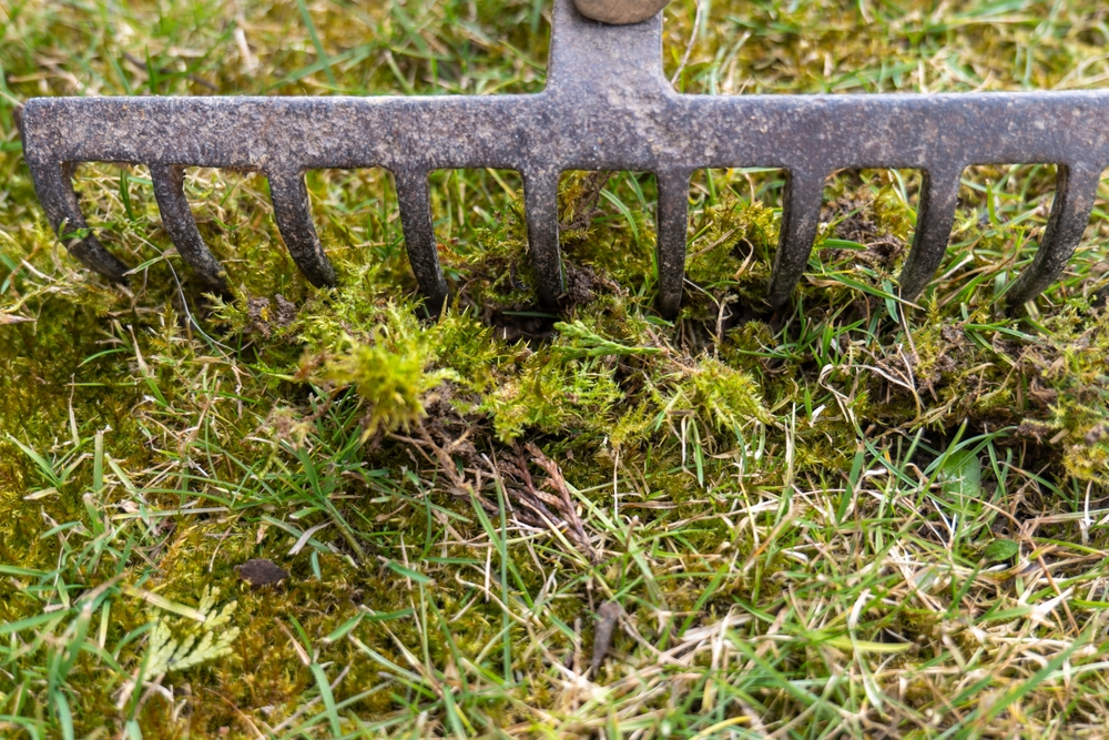 Rake, rive, gress, lawn, moss, mose