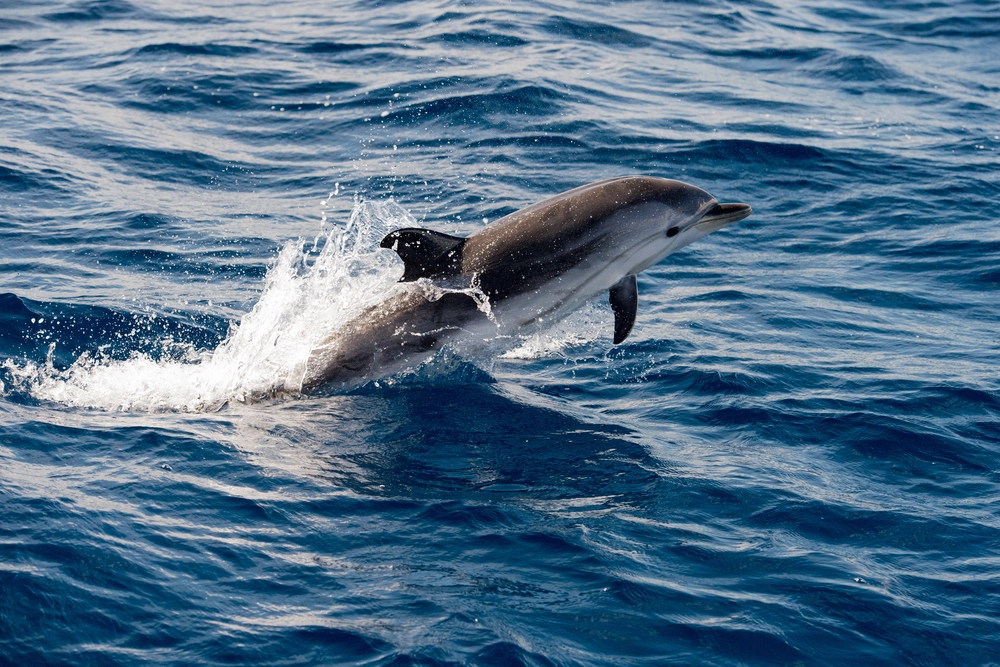 Dolphin,delfin